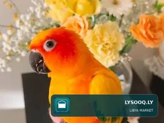 صن كنيور للبيع فرادي وكوبيات
